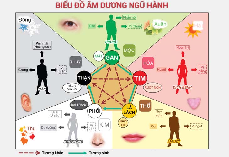 Cây thuốc nam có thể phân loại theo âm dương ngũ hành