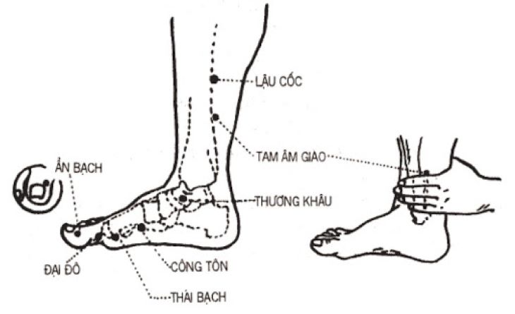 Vị trí huyệt Lậu cốc và Công tôn