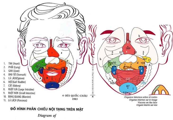 Đồ hình phản chiếu nội tạng trên mặt theo diện chẩn