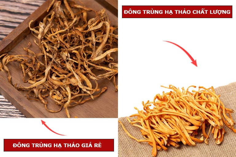 Sự khác biệt rõ rệt có thể thấy bằng mắt thường của đông trùng hạ thảo giá rẻ và loại chất lượng cao