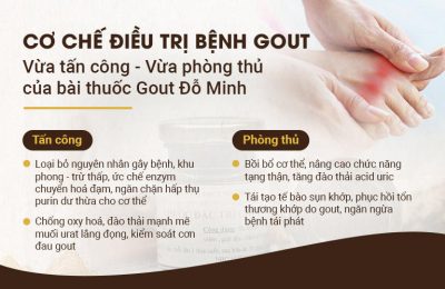 Cơ chế tác dụng của bài thuốc trị gút Đỗ Minh Đường