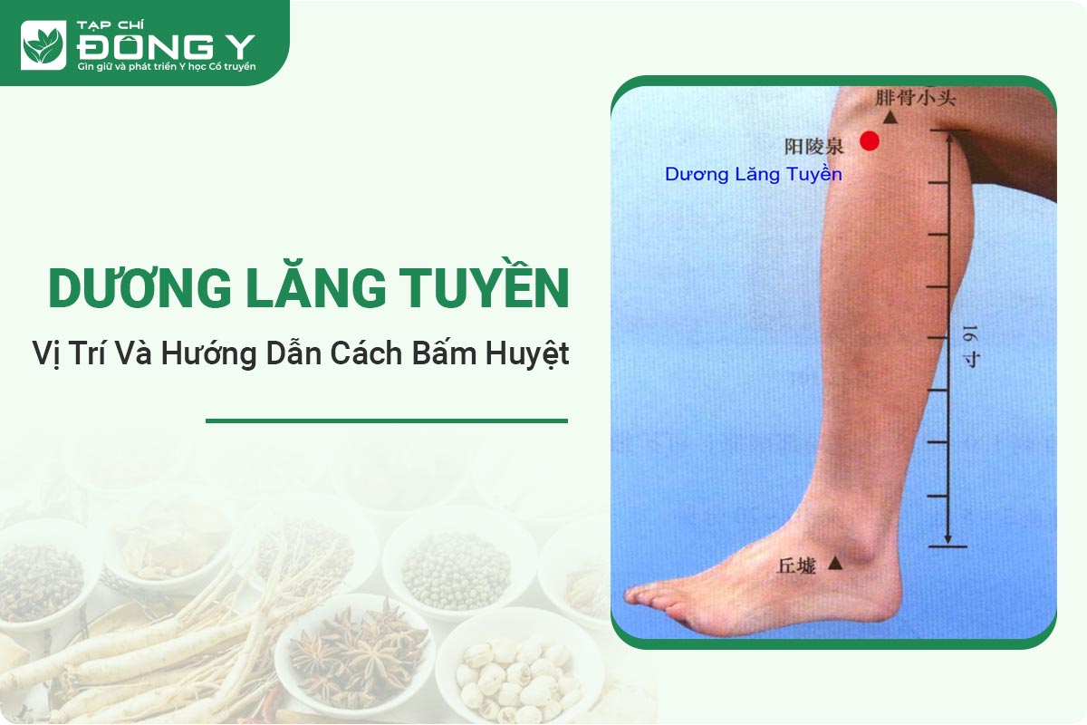 huyet-duong-lang-tuyen