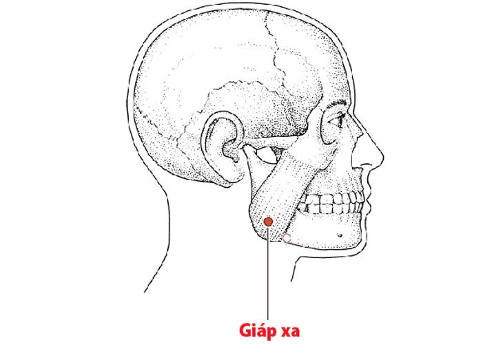 huyet-giap-xa