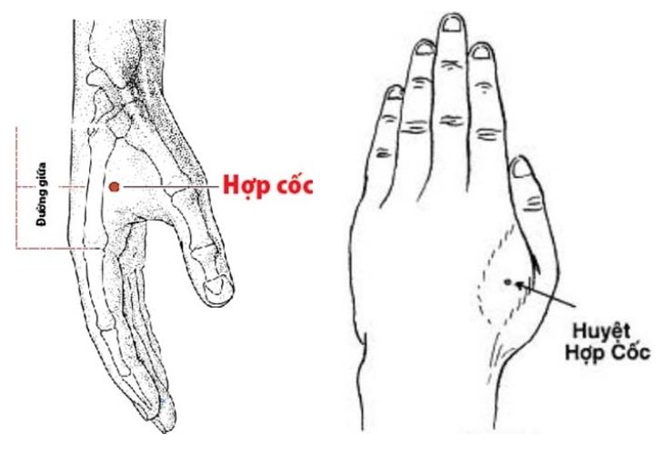 huyet-hop-coc