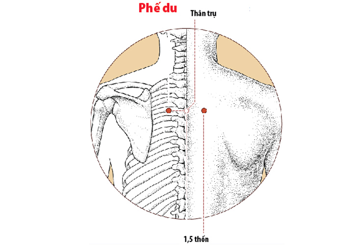 huyet-phe-du