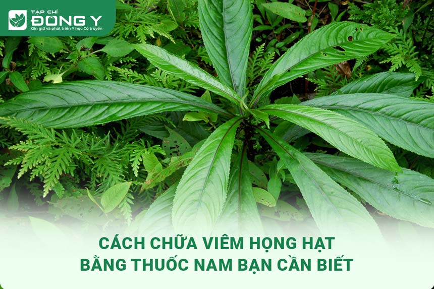 chua-viem-hong-hat-bang-thuoc-nam