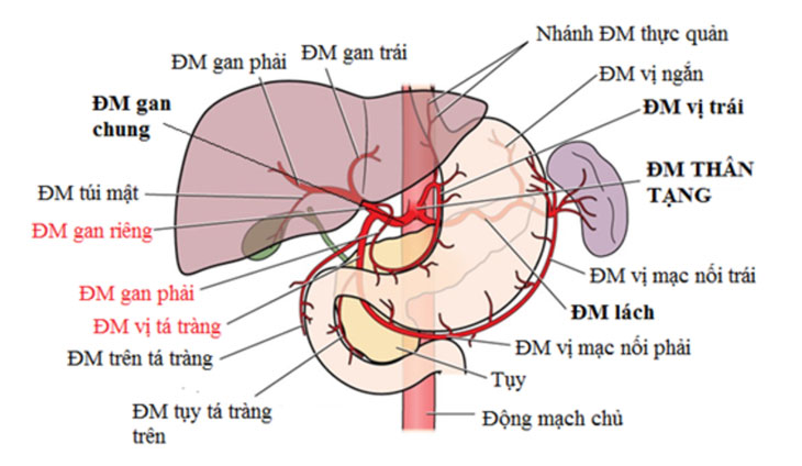 suy-giam-chuc-nang-gan-than