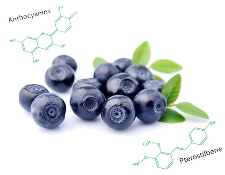 Hoạt chất Anthocyanin trong quả việt quất kích thích dẫn truyền tế bào thần kinh