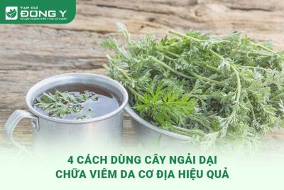 cay-ngai-dai-chua-viem-da-co-dia