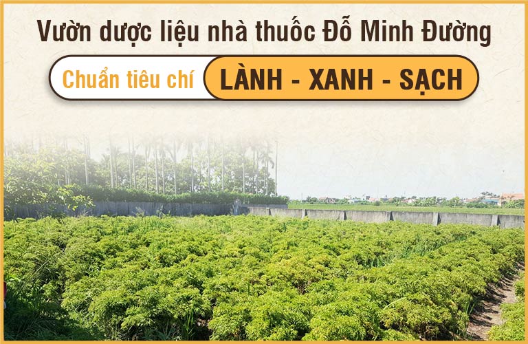 Dược liệu nhà thuốc Đỗ Minh Đường