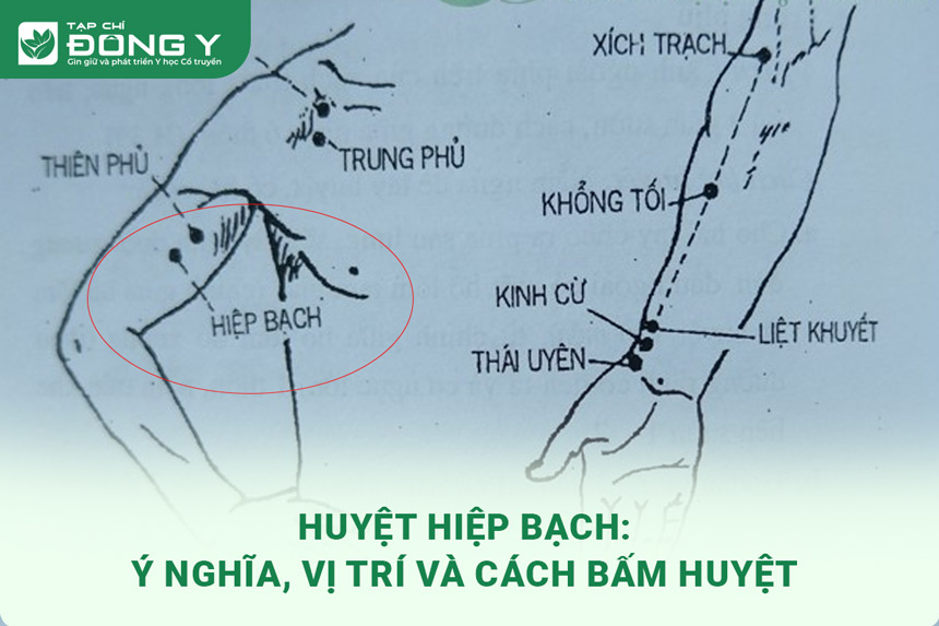 Huyệt Hiệp Bạch: Ý Nghĩa, Vị Trí Và Cách Bấm Huyệt