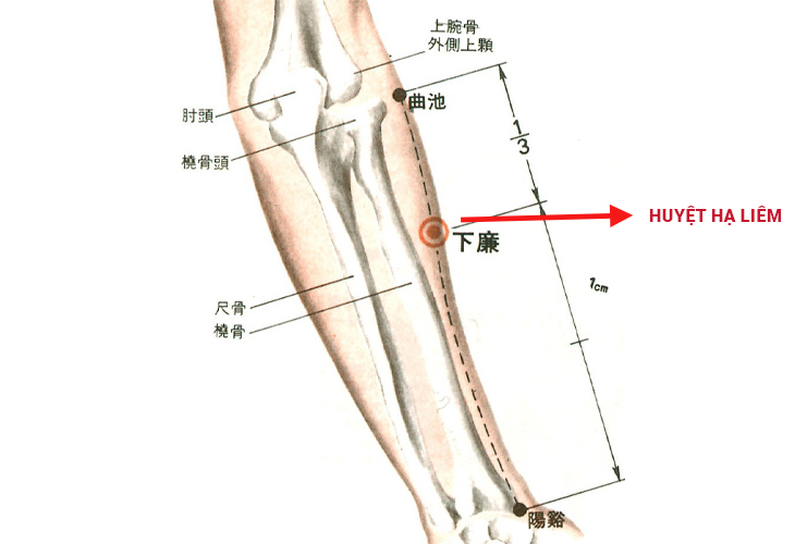 Xác định đúng vị trí huyệt đạo là bước quan trọng để bấm huyệt đạt hiệu quả