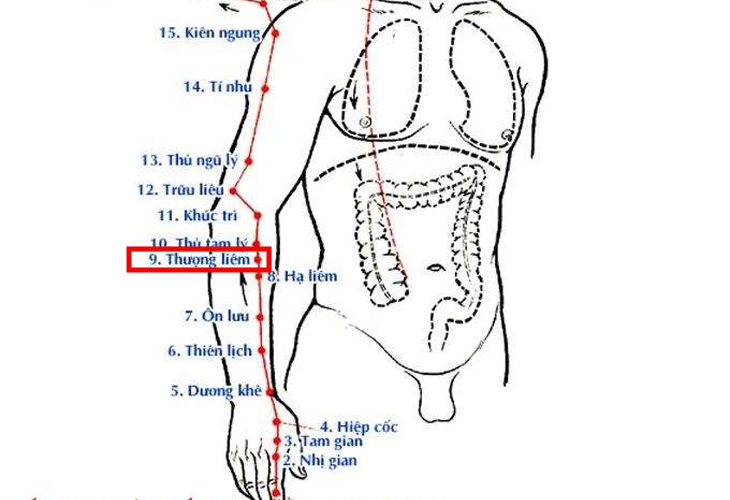 Huyệt Thượng Liêm nằm ở mặt ngoài của cánh tay, trên đường nối giữa khuỷu tay và bả vai