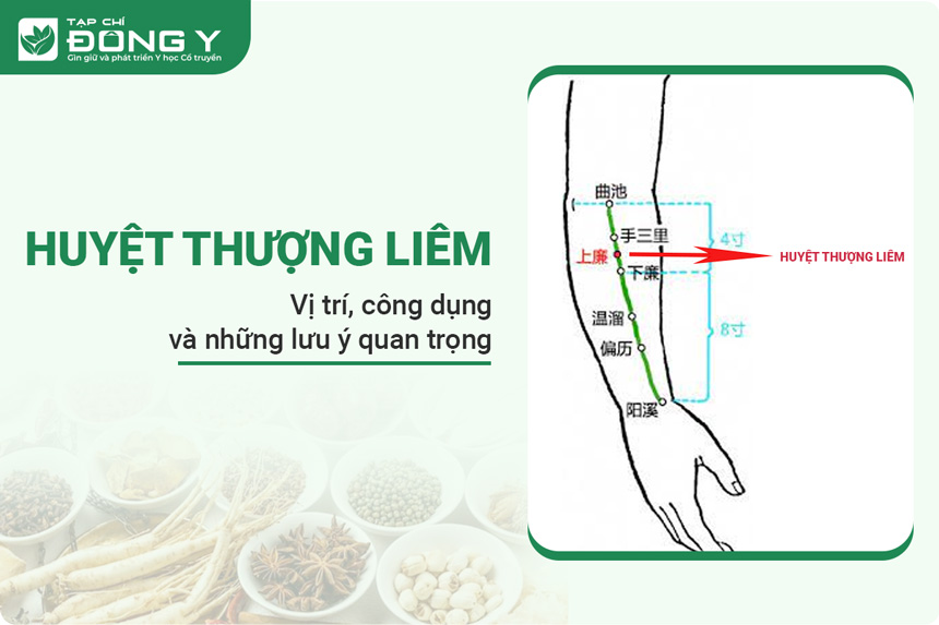 huyệt Thượng Liêm