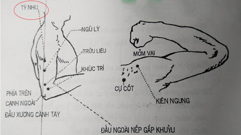 Huyệt Tý Nhu tọa lạc tại một vị trí chiến lược trên cánh tay