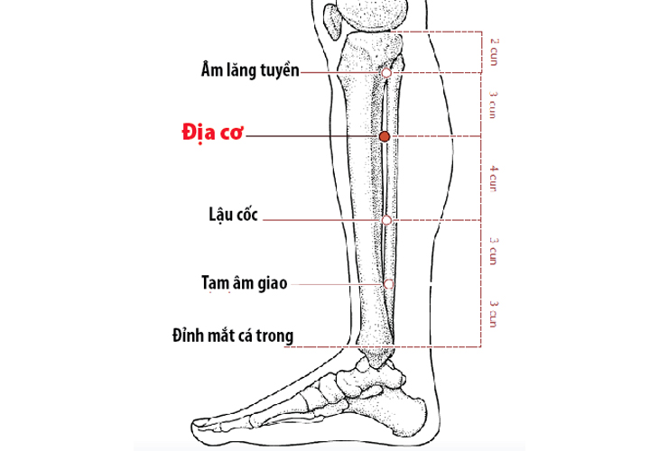 Huyệt Địa Cơ hay còn gọi là huyệt Tỳ Xá