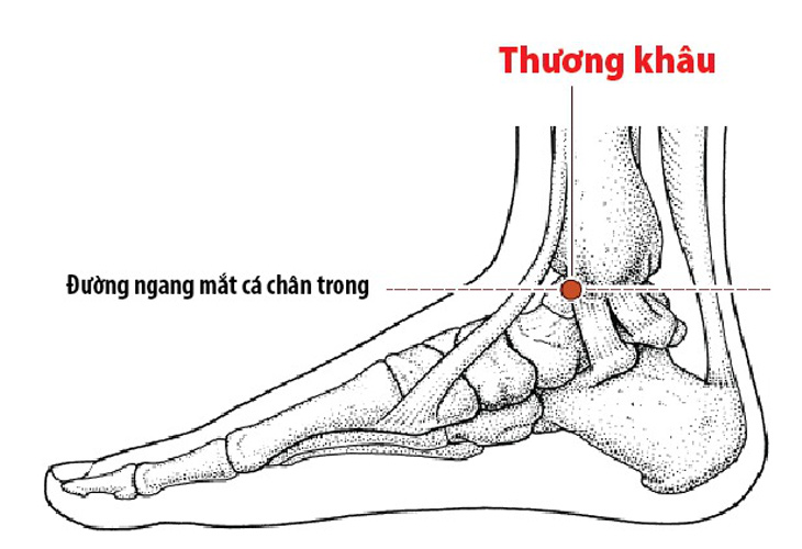 Huyệt Thương Khâu là một trong 108 huyệt đạo quan trọng, thuộc kinh Tỳ