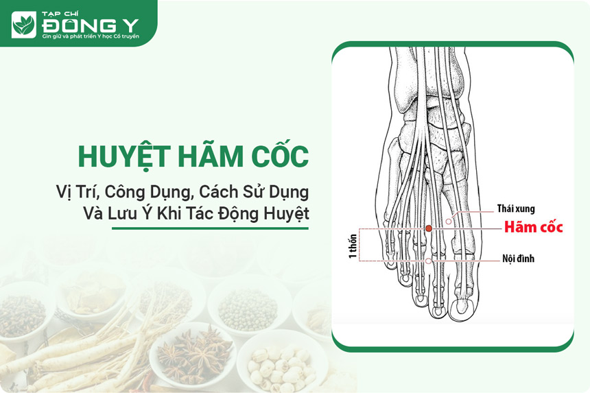 huyet-ham-coc