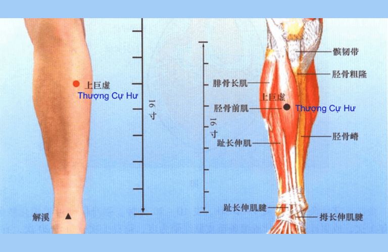 huyet-thuong-cu-hu (1)