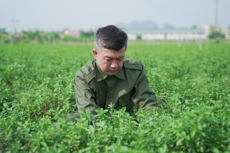 Đỗ Minh Đường phát triển được các vườn dược liệu sạch nên chủ động về nguồn nguyên liệu