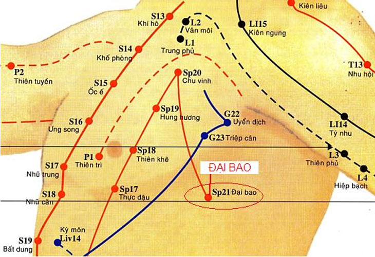 Huyệt Đại Bao là một trong những huyệt đạo quan trọng trong hệ thống kinh lạc của cơ thể người, thuộc kinh Tỳ