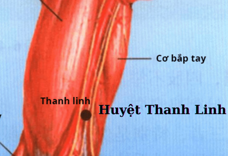 Huyệt Thanh Linh nằm ở vùng cánh tay trước, cách khuỷu tay một khoảng cách nhất định