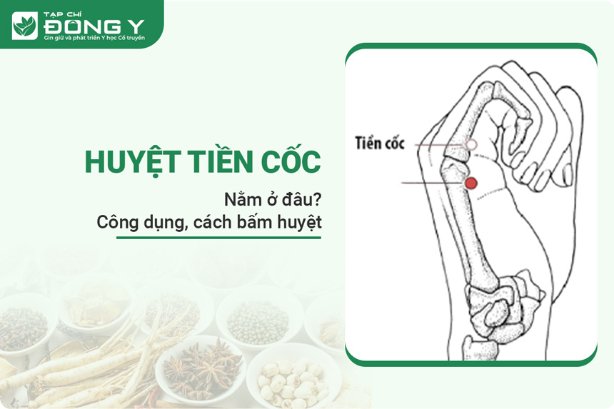 huyệt tiền cốc